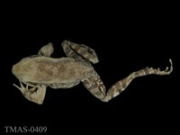 藏品(拉都希氏蛙)的圖片